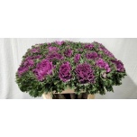 Brassica Kapsas Altair 70cm