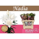 Lilium Liilia OR DU Nadia 70cm