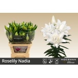 Lilium Liilia OR DU Roselily Nadia 90cm