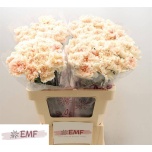 Dianthus Nelk ST Peach Tea*20