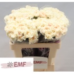 Dianthus Nelk ST Peach Tea*20