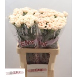 Dianthus Nelk ST Peach Tea*20