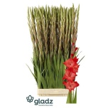 Gladiolus Gladiool For Evigt