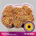 Chrysanthemum Krüsanteem SANTINI Yin Yang Golden*25