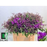 Vernonia Maruhein Mammuth 60cm