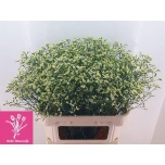 Limonium Parkjuur V Bright Diamond 80cm