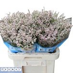 Limonium Parkjuur V Regina Diamond 65cm