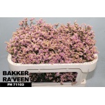 Limonium Parkjuur V Divine Diamond 65cm