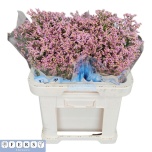 Limonium Parkjuur V Divine Diamond 60-65cm