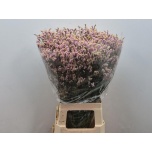 Limonium Parkjuur V Divine Diamond 70-75cm