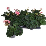 Pelargonium zonale grp pelfi montevideo 10,5cm