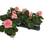 Pelargonium zonale grp pelfi montevideo 10,5cm