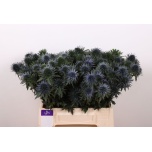 Eryngium Ogaputk Scorpius Questar 40cm