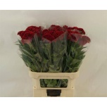 Celosia Mätashari Flashing 85cm