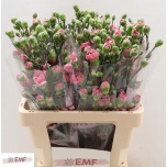 Dianthus Nelk SP Miss Sassy*10