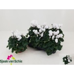 Cyclamen pers Alpikann large flower super serie elegante 12cm