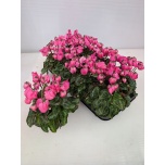 Cyclamen pers Alpikann small flower windbell 10,5cm