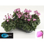 Cyclamen pers Alpikann small flower windbell 10,5cm