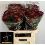 Chrysanthemum Krüsanteem BL Laika Red*10