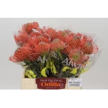 Leucospermum Nõelakera Ayoba Pink Guava 40cm*5