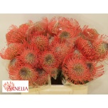 Nutans Leucospermum Nõelakera Ayoba Pink Guava 40cm*5