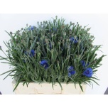 Centaurea Rukkilill 55cm
