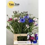 Centaurea Rukkilill 65cm