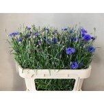 Centaurea Rukkilill 75cm