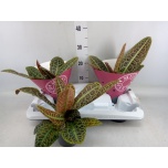 Labisia obtusifolia kura kura 13cm