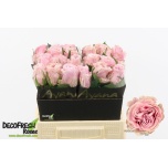 Roos 40cm Addicted 2 Love