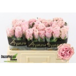 Roos 50cm Addicted 2 Love