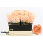 Roos 40cm Charming Reeva
