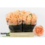 Roos 40cm Charming Reeva