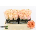 Roos 50cm Charming Reeva