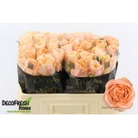 Roos 50cm Charming Reeva