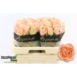 Roos 60cm Charming Reeva