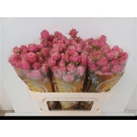 Kobarroos Ant Trendsetter 70cm