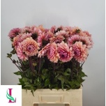 Dahlia Daalia Sweet Sanne 60cm