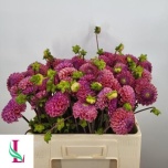 Dahlia Daalia Caitlin’s Joy 55cm