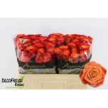 Roos 50cm Touchee