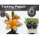 Lilium Liilia LA Twinny Peach 100cm
