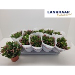 Schlumbergera Jõulukaktus trun flame red 12cm