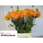 Dahlia Daalia Bizon Brons 50cm