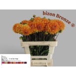 Dahlia Daalia Bizon Brons 55cm