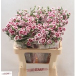 Dianthus Nelk SP Raffine Saba*10