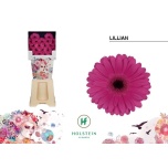Gerbera MINI Diamond Lilian*20