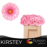 Gerbera MINI Kirstey*20