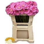 Gerbera MINI Kirstey*20
