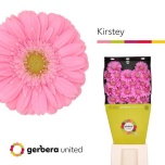 Gerbera MINI Diamond Kirstey*20