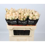 Kobarroos 70cm Champagne Blossoms